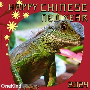 Chinese New Year card with a dragon.