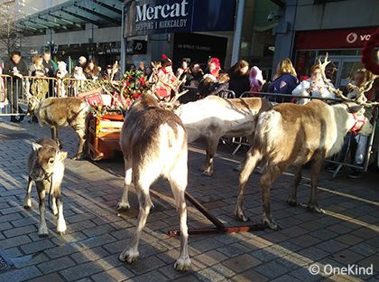 reindeer in pen outside shopping centre at Christmas