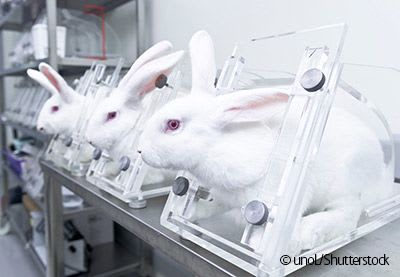 Rabbits in a laboratory,