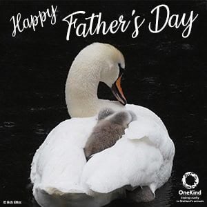 Fathers day card with swan and cygnets.