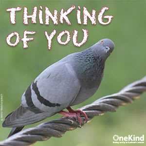 Card with Thinking of You and a pigeon.