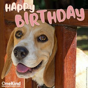 Birthday card featuring a beagle dog.