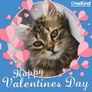 Valentines card with a kitten surrounded by hearts.